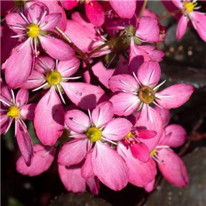 Saxifraga 'Dancing Pixies Toni'